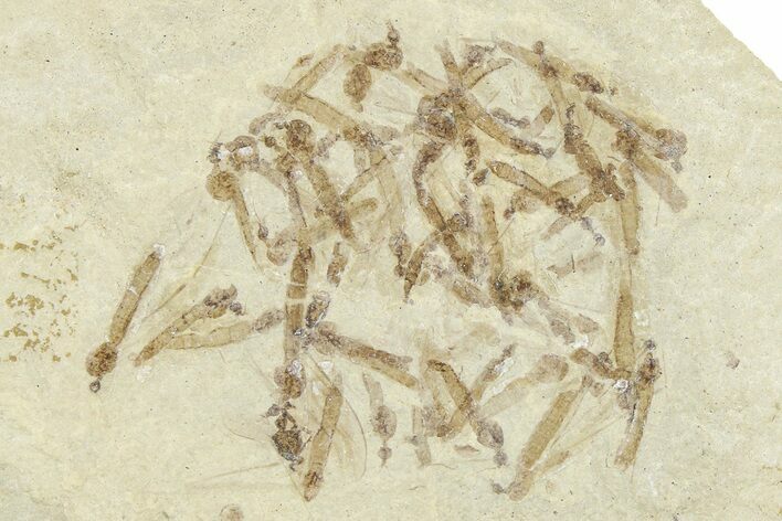 Crane Fly (Tipulidae) Mortality Plate - Green River Formation #360075